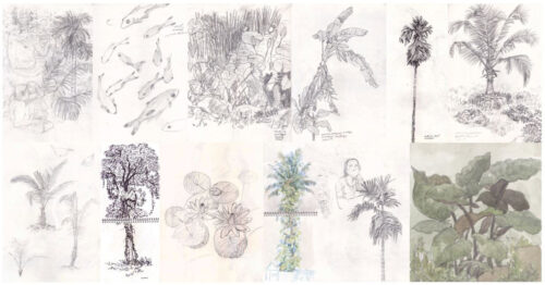 10a SoaB_Flora-Study_02