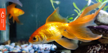 The goldfish are innocent.